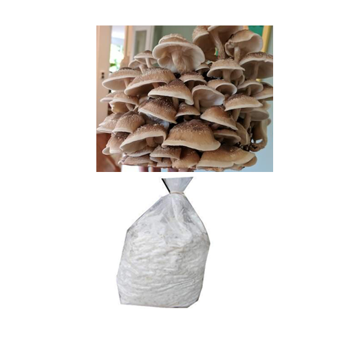 Shiitake Mushroom grain Spawn 2 kg (Lentinula edodes)