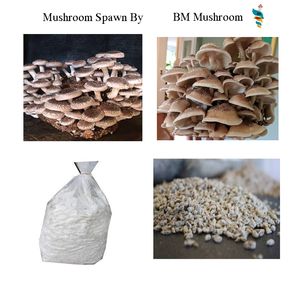 Shiitake Mushroom grain Spawn 2 kg (Lentinula edodes)