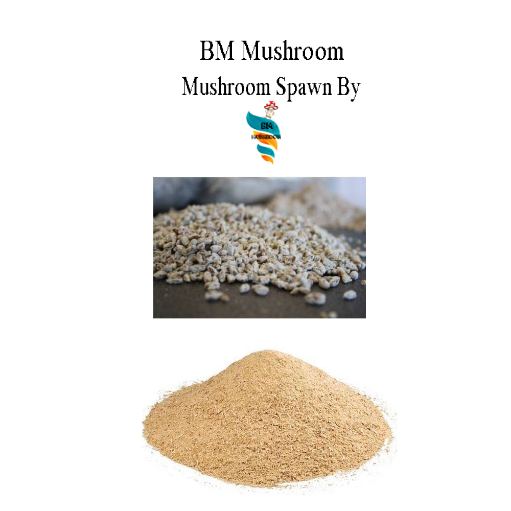 Saw Dust Spawn Shiitake Mushroom 1 kg (Lentinula edodes)