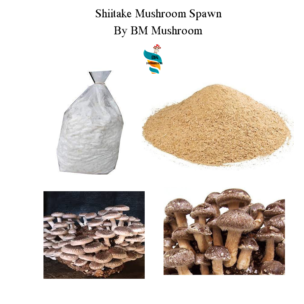 Saw Dust Spawn Shiitake Mushroom 1 kg (Lentinula edodes)