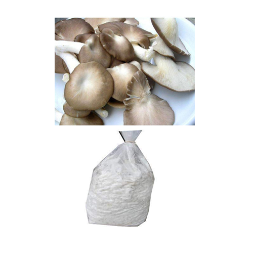 Oyster mushroom (Lentinus sajor-caju) spawn Variety 1 kg