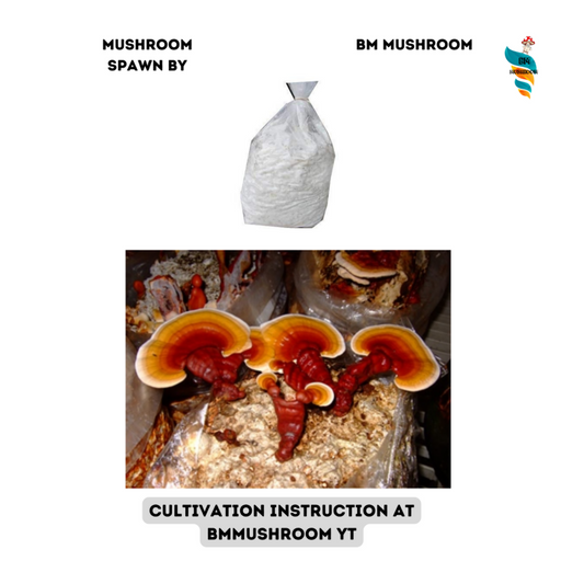 Ganoderma lucidum Mushroom Spawn (Reishi) 2 kg