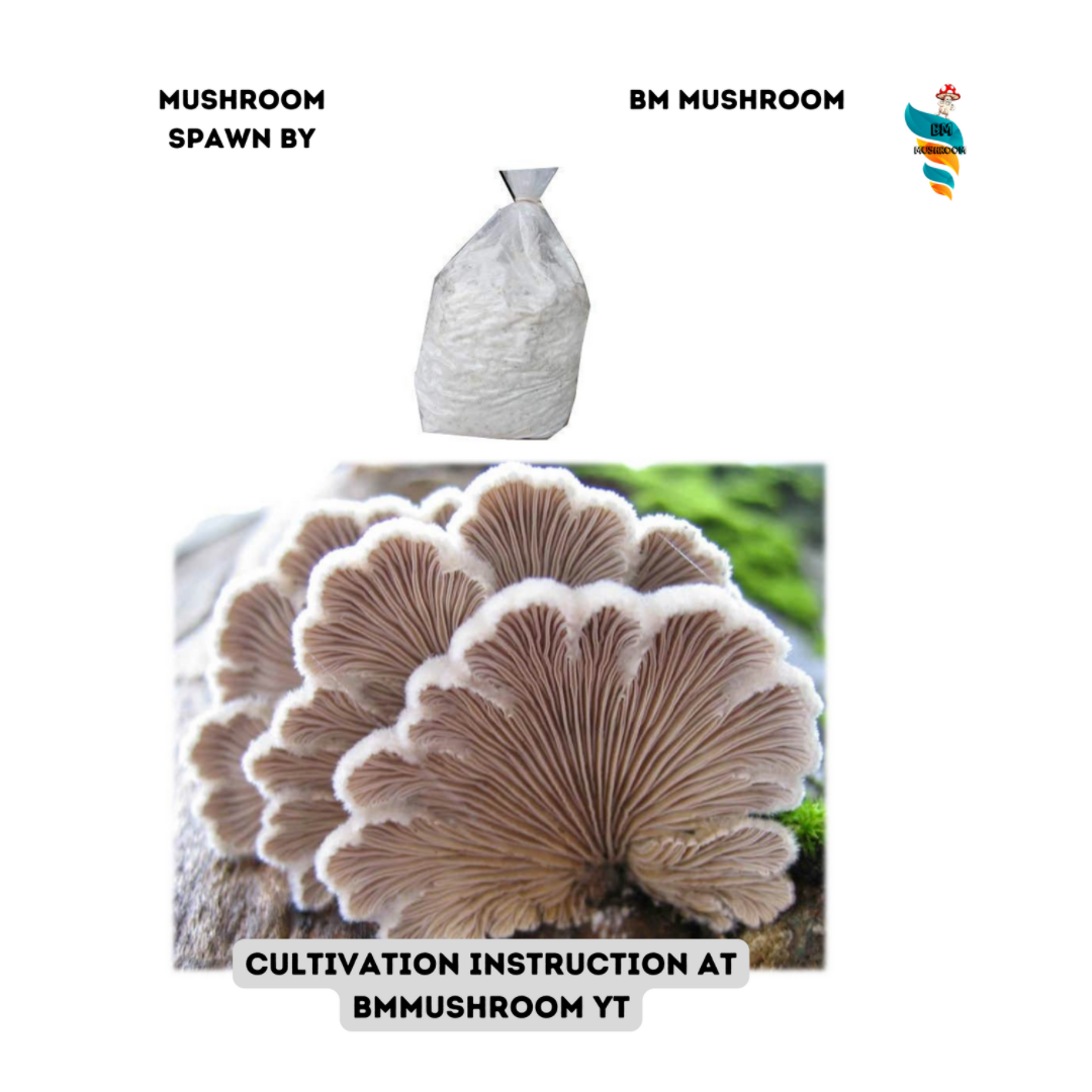 Split Gill Mushroom (Schizophyllum commune) Spawn  2kg